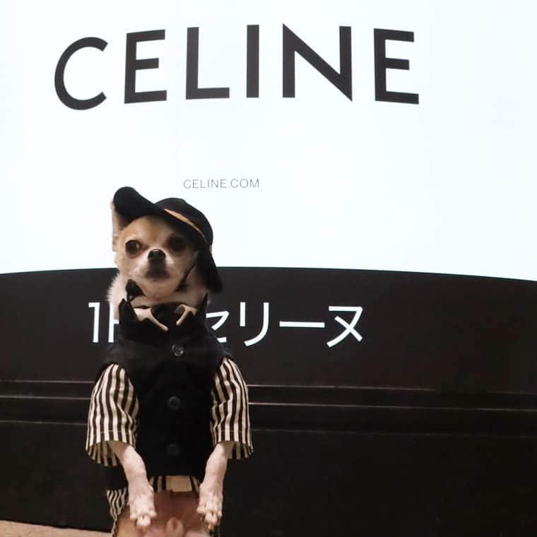 紋次郎さんのインスタグラム写真 - (紋次郎Instagram)「勝手に看板犬 @celine  オファー待ってまーす🤣  #dog#dogstagram#instadog#chihuahua#barkbox#mydogiscutest#buzzfeed#dog_features#fluffypack#barkpack#dogsofinstaworld#dogsofinstagram#犬#チワワ#手作り#handmade#着物#fashion#紋次郎一家#チーム茶#ふわもこ部#igersjp#peco犬部#dogsofinstagram#dogfashion」2月24日 20時06分 - montjiro