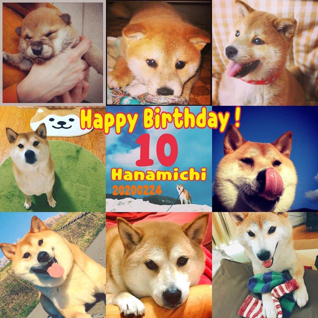 Hanamichi ＆ ℕㆁℜ〡ｋㆁ♡のインスタグラム：「・ ・ 10年前の今日 大雪の午後でした ・ はなみちくん誕生❄︎ ・ まだ10歳 ここからもずっとずっと そばにいてね ・ 愛して愛してやまない 大切な大切な ・ 私の宝物へ ・ ・」