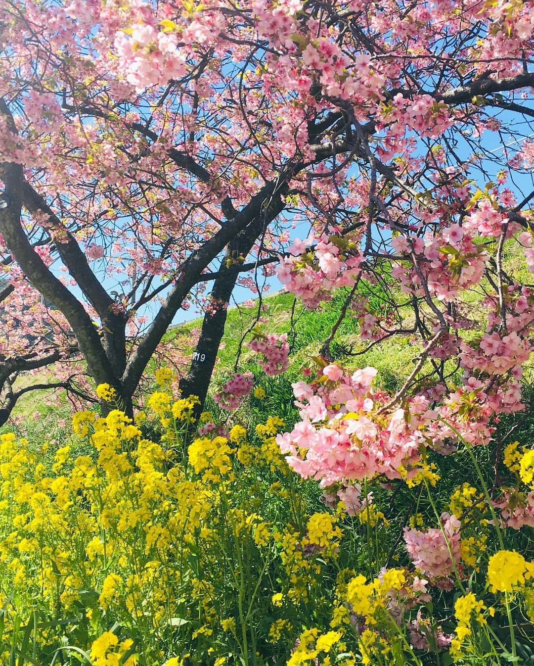 有地佐哉香さんのインスタグラム写真 - (有地佐哉香Instagram)「桜と菜の花と青空。 桜の満開は過ぎていたけど 一足早く、お花見楽しめました。  #桜 #菜の花 #お花見 #春 #河津 #河津桜 #spring #cherryblossom」2月24日 20時28分 - arichi_sayaka