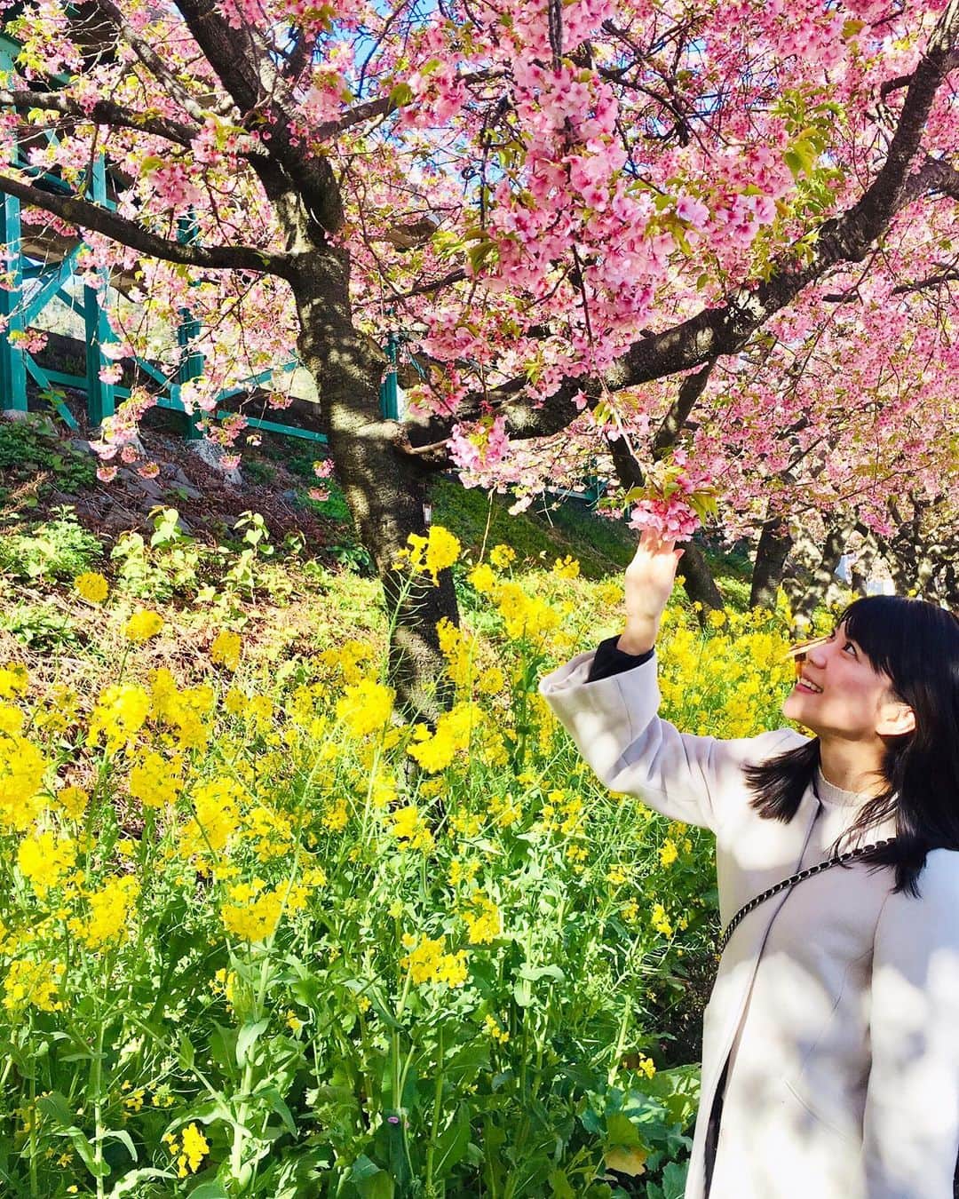 有地佐哉香のインスタグラム：「桜と菜の花と青空。 桜の満開は過ぎていたけど 一足早く、お花見楽しめました。  #桜 #菜の花 #お花見 #春 #河津 #河津桜 #spring #cherryblossom」