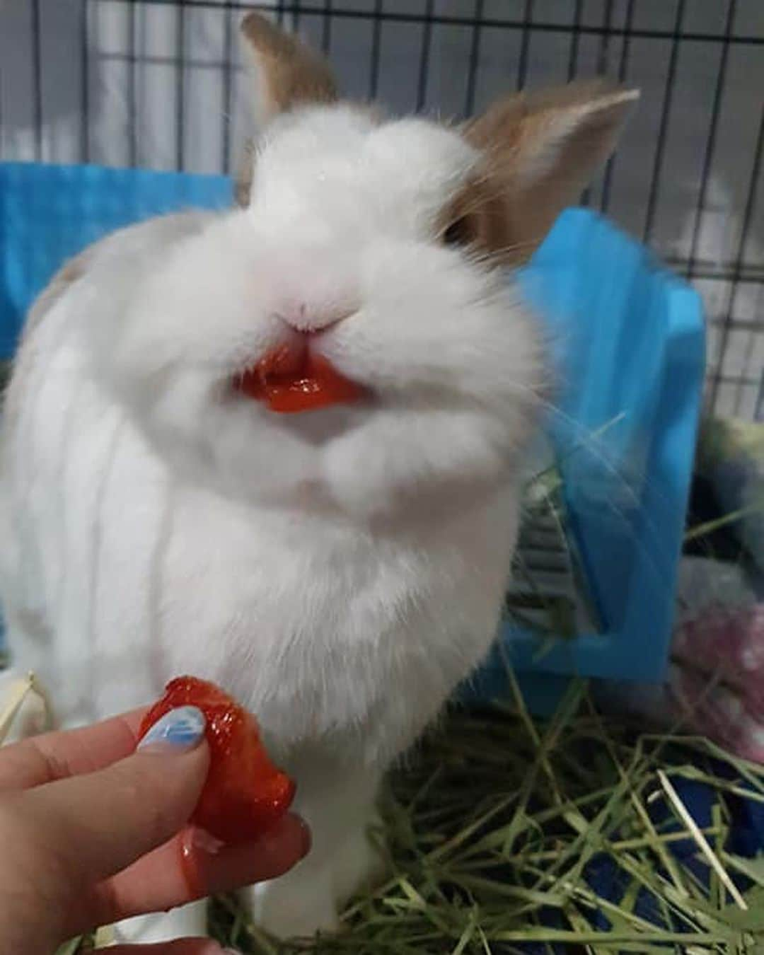 9GAGさんのインスタグラム写真 - (9GAGInstagram)「💋 By blueskyrabbit | FB - #rabbit #strawberry #💋 #9gag」2月24日 20時22分 - 9gag