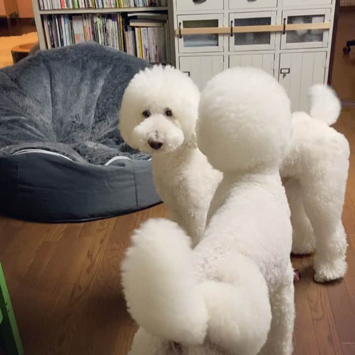 たまねぎのインスタグラム