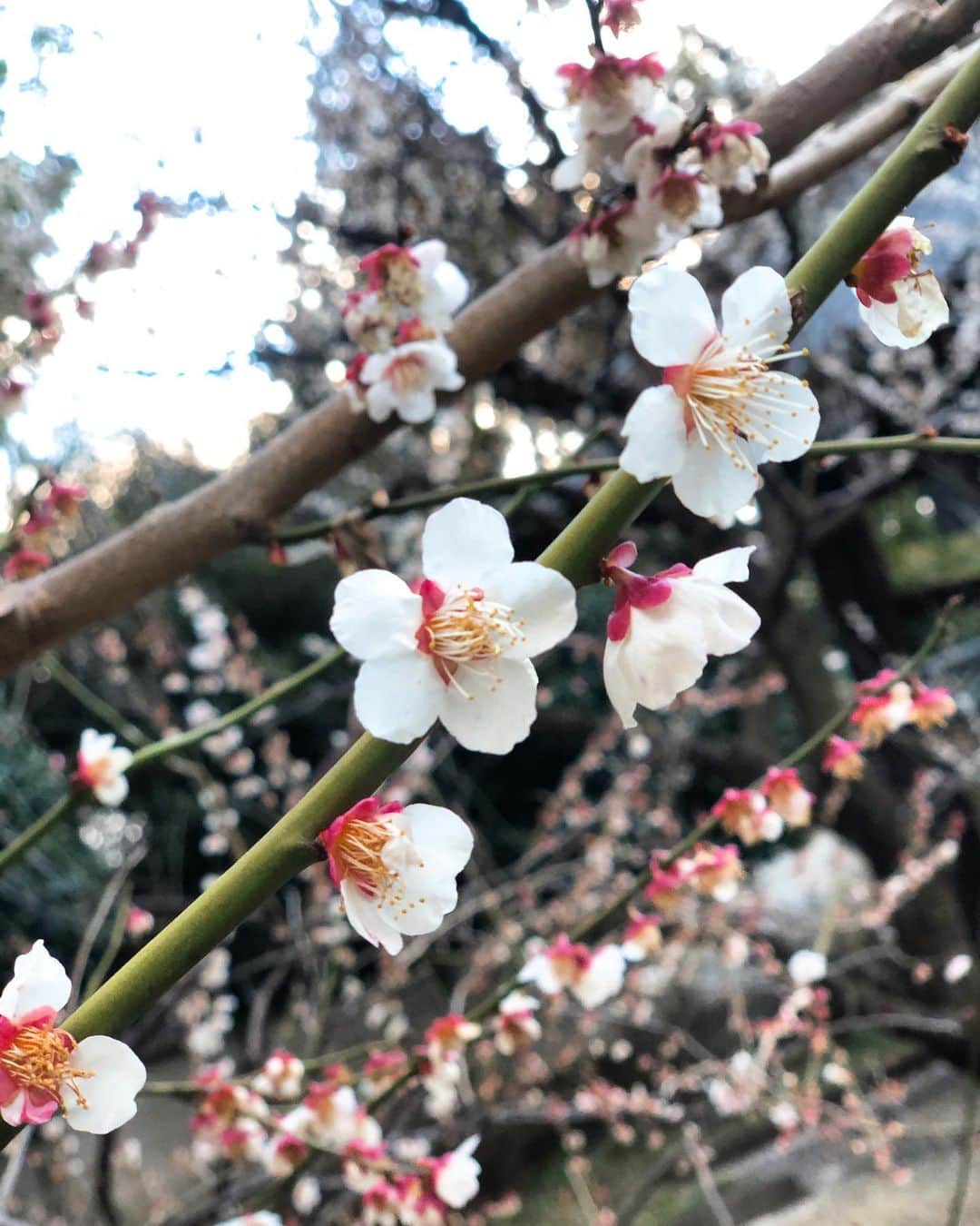 小池美由さんのインスタグラム写真 - (小池美由Instagram)「この前、お寺行ったら梅が咲いてた♡ #鬼滅の刃 にハマってるのでぜひ今年は藤の花をみにいきたい🥴👹」2月24日 21時11分 - kkkkkoike