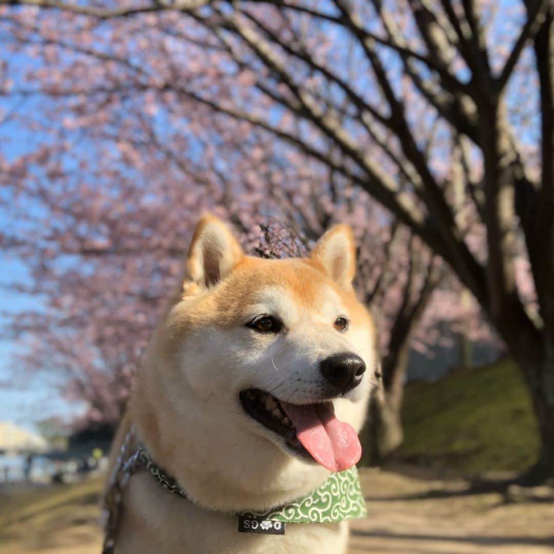 豆助左衛門（まめすけざえもん）さんのインスタグラム写真 - (豆助左衛門（まめすけざえもん）Instagram)「🐾 蜂須賀桜🌸はちすかざくら .  ちょこちゃんはなちゃんと 一緒にみんなで 桜道を散歩しました。  徳島中央公園は今 蜂須賀桜🌸満開 今日はすごく暖かったので 桜道は美しくて気持ちよかったでござる💕  写真は @okamotokazuhiro 和先生 またまたすごいカメラで撮影してくれました。  この躍動感💕💕 毛並みまでくっきりです😳  お花見楽しかったな🌸 ありがとうございました。  最後は和先生とはなちゃんの チュウ💋 …………………………………………🖋 #徳島柴ちゃん会#マメスケざえもん#チーム俺様 #shiba#shibastagram #豆柴#shibainu #dog#日本#9gag @9gag @dog #shiba_snap#🐕📷 #狗  #松井証券　#proudshibas #りんりん部#柴犬#시바견#一只狗#animalland #西巴犬 #サンデイ #anicas #徳島 #いぬすたぐらむ」2月24日 21時26分 - mamesukezaemon