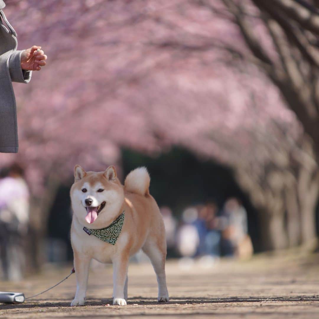 豆助左衛門（まめすけざえもん）さんのインスタグラム写真 - (豆助左衛門（まめすけざえもん）Instagram)「🐾 蜂須賀桜🌸はちすかざくら .  ちょこちゃんはなちゃんと 一緒にみんなで 桜道を散歩しました。  徳島中央公園は今 蜂須賀桜🌸満開 今日はすごく暖かったので 桜道は美しくて気持ちよかったでござる💕  写真は @okamotokazuhiro 和先生 またまたすごいカメラで撮影してくれました。  この躍動感💕💕 毛並みまでくっきりです😳  お花見楽しかったな🌸 ありがとうございました。  最後は和先生とはなちゃんの チュウ💋 …………………………………………🖋 #徳島柴ちゃん会#マメスケざえもん#チーム俺様 #shiba#shibastagram #豆柴#shibainu #dog#日本#9gag @9gag @dog #shiba_snap#🐕📷 #狗  #松井証券　#proudshibas #りんりん部#柴犬#시바견#一只狗#animalland #西巴犬 #サンデイ #anicas #徳島 #いぬすたぐらむ」2月24日 21時26分 - mamesukezaemon