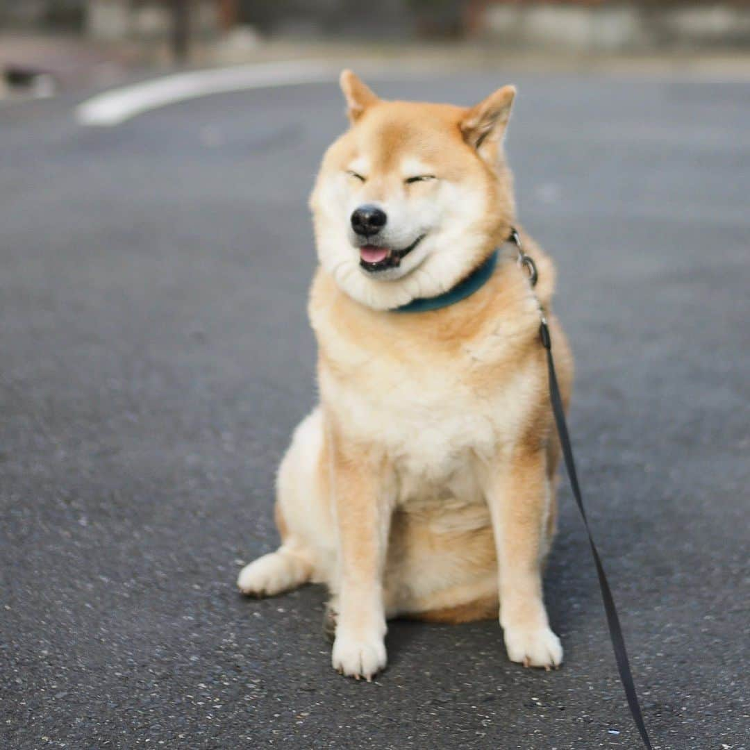 まる（まるたろう）さんのインスタグラム写真 - (まる（まるたろう）Instagram)「Good morning!✨🐶☺️✨おはまる〜！花粉やばそうね〜 #パパもやばそう #まるは大丈夫 #無敵だから #しゅげーだろ」2月25日 8時41分 - marutaro