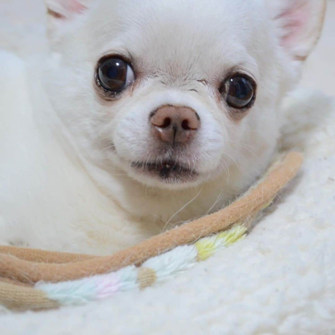 KORIKIのインスタグラム：「おはようございます♪ * #dogofsapporo #dog, #dogs, #dogstagram,#chihuahua,#犬バカ部,#チワワ,#koriki, #hanadog #白スムチ連合会, #スムチー,  #dogofthedayjp, #dogoftheday  #ilovemydog #instadog #instapet #WhiteChihuahua  #吉娃娃 #치와와  #dogsofinstagram #Chihuahualover  #ชิวาวา #チワワの輪 #barkbox #WhiteChihuahuaParty #もふもふモフモフ」