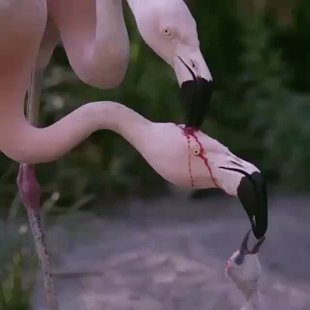 WildLifeのインスタグラム：「So, we know what you're thinking... and no, one #flamingo is not bludgeoning the head of another while its offspring feeds on the blood. These flamingos are trying to feed the same chick with red crop milk. Parent flamingos produce crop milk in their digestive tracts and regurgitate it to feed their young. Video by @stockfootageinc」