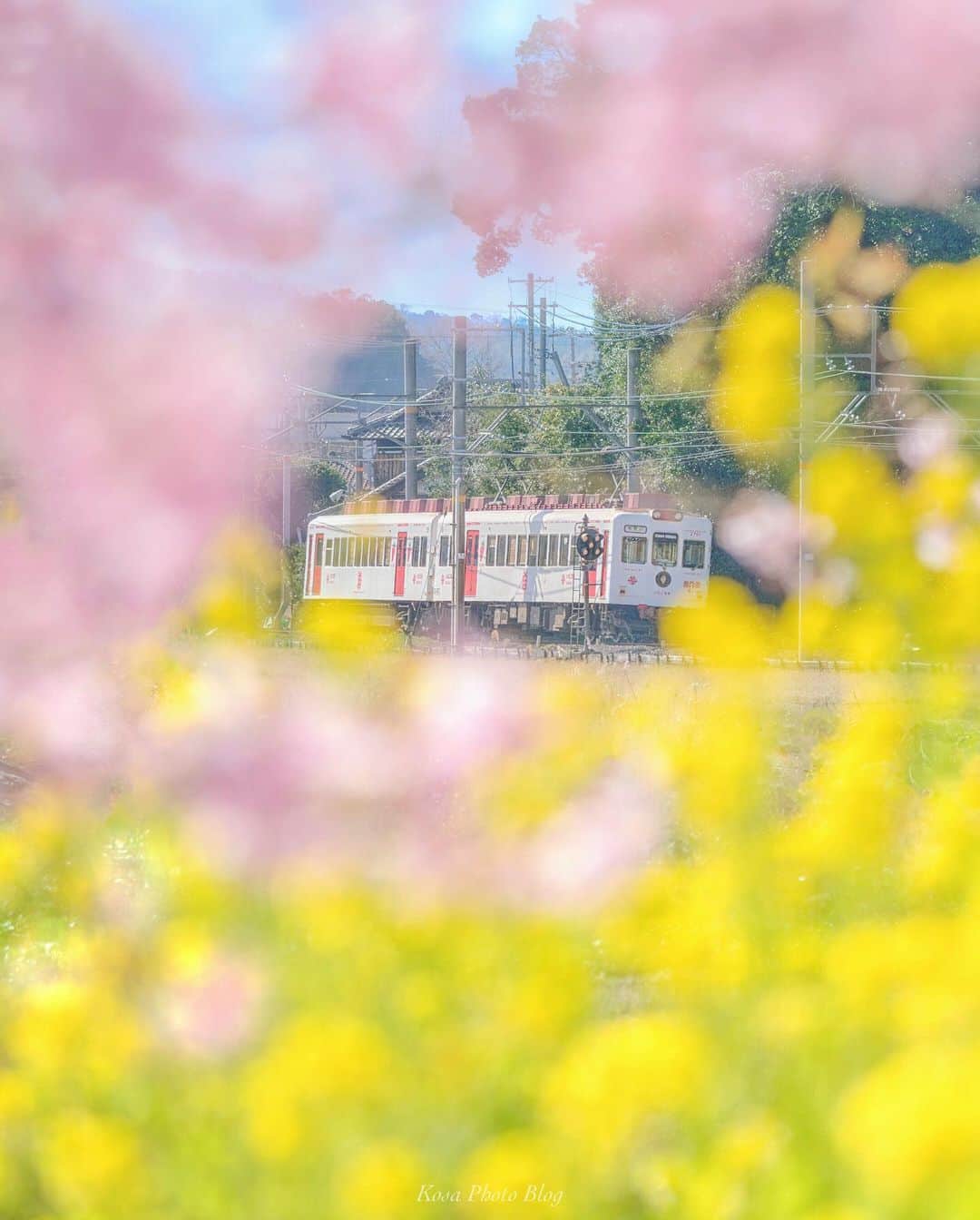 コサさんのインスタグラム写真 - (コサInstagram)「今年は春のスピードが想像以上に早くて、梅はもう完全に乗り遅れました😅 地元ローカル線の春は何とかゲット出来ました👍 桜は乗り遅れないように頑張ります💪 . Location:和歌山 Wakayama / Japan Data:2020.2.24 . #貴志川線 #和歌山電鐵 #いちご電車 #世界はカラフルだ #MeandHonda #Japan_Daytime_View #light_nikon #LBJ_VIP #special_spot_vip #bestphoto_japan #art_of_japan_ #tokyocameraclub #dpj_member #team_jp_ #IG_PHOS #photo_jpn #ptk_japan #pt_life_ #bestjapanpics #Lovers_Nippon #insta_wakayama #グッドトリップ和歌山 #ip_blossoms #はなまっぷ #私の花の写真 #wp_flowers #IGersJP #japan_of_insta #sorakataphoto #traingallery_ig」2月25日 7時54分 - kosa_photo
