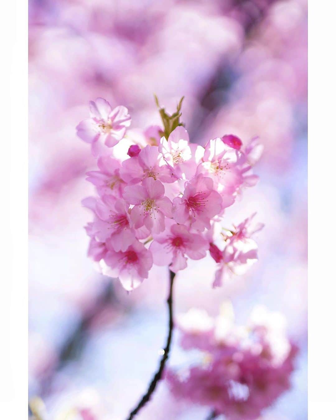 Ryoko Yunokiのインスタグラム：「+ + + Satisfaction lies in the effort, not in the attainment, full effort is full victory. ......Mahatma Gandhi + + + #河津桜 #Kawazuzakura #CerasuslannesianaCarrière1872Kawazuzakura」