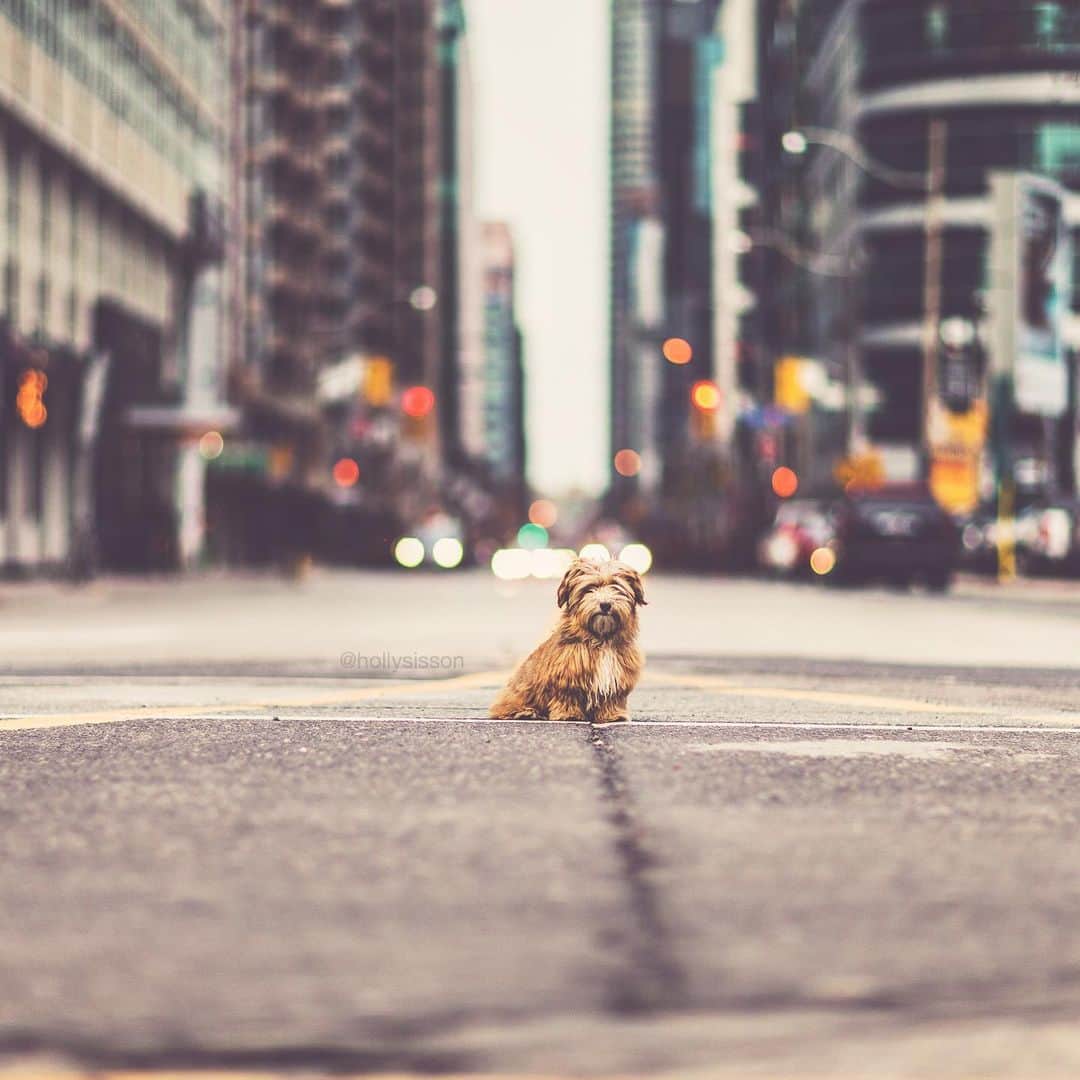 Holly Sissonのインスタグラム：「When I’m out on the street... 🐶 #Toronto #Havanese ~ See more of Oliver, and Alice & Finnegan, on their pet account @pitterpatterfurryfeet ~ Canon 1D X + 85 f1.2L II @ f1.2 (See my bio for full camera equipment information plus info on how I process my images. 😊) ~ @bestwoof #bestwoof」