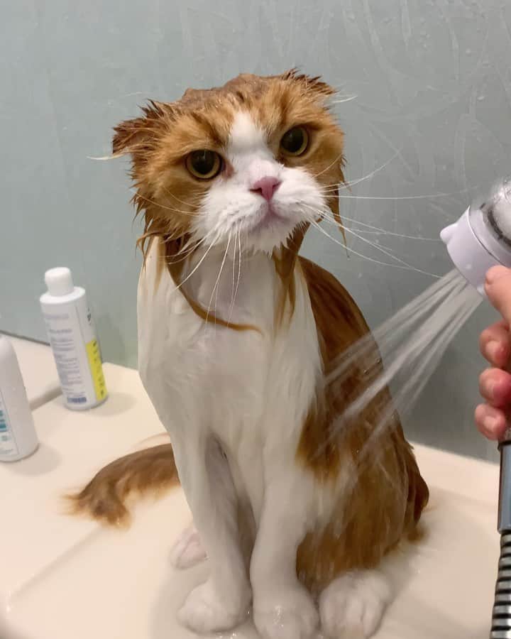 のインスタグラム：「Good boy 🦁🚿 . シャンプーの時もモデル立ち😆 .  もう抜け毛シーズン到来？ 毎日ブラシしてもしても、毛玉出来るし先日巨大毛球をゲボしたので暖かかった今日はタラちゃんシャンプー🦁🚿 ドライヤーの時も舞い上がる抜け毛🌬 イクラちゃんもまた毛玉出来てきたし来週かなー🙄 . #catstagram #cat #scottishfold #catlife #pleasantcats #ミラブル #weeklyfluff #adorable #catlover #meowed #9gag #catoftheday #bathtime」