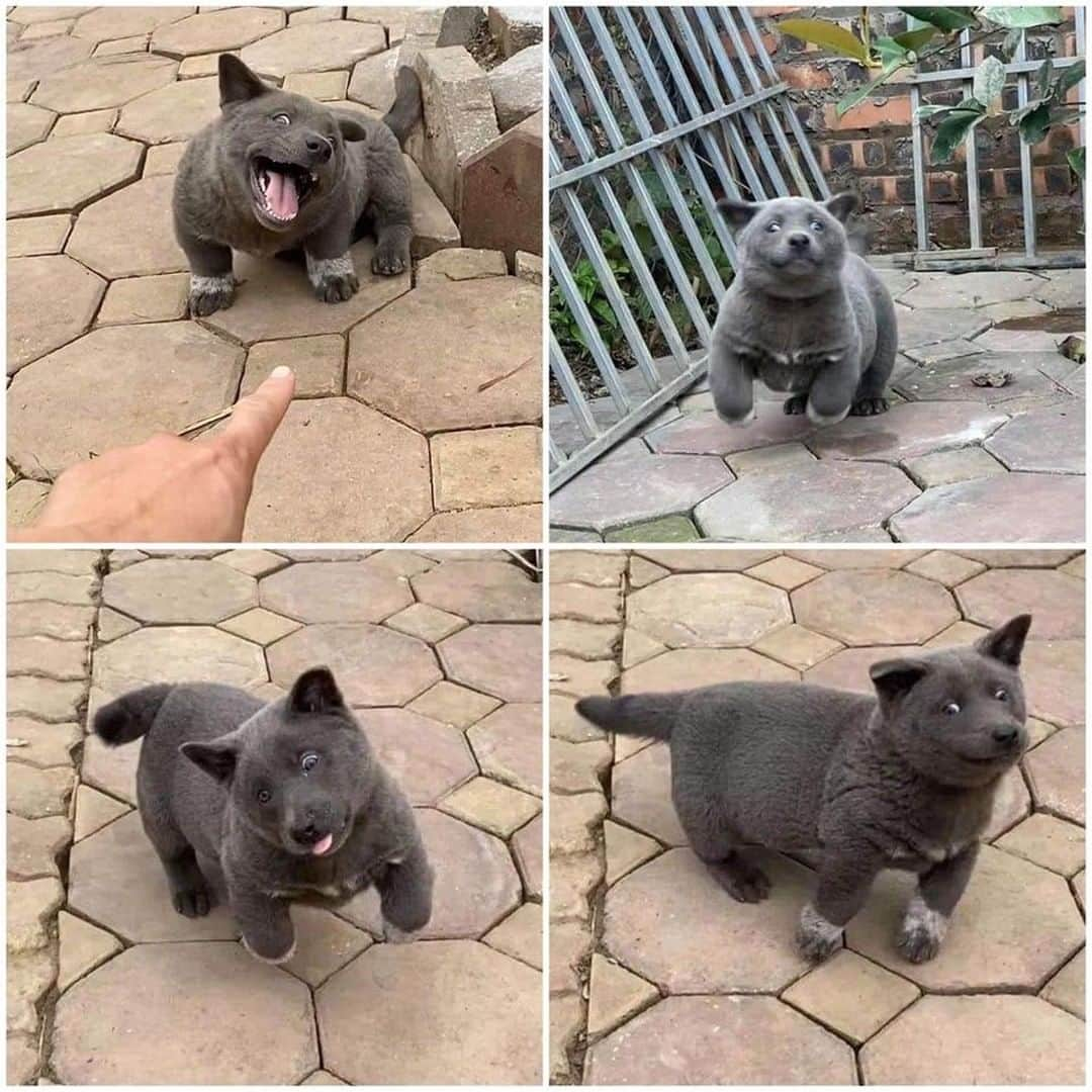 9GAGさんのインスタグラム写真 - (9GAGInstagram)「name this creature By Gấu Mèo Bắc Mỹ - #9gag #vietnam #derpy #hmongdog」2月25日 0時00分 - 9gag