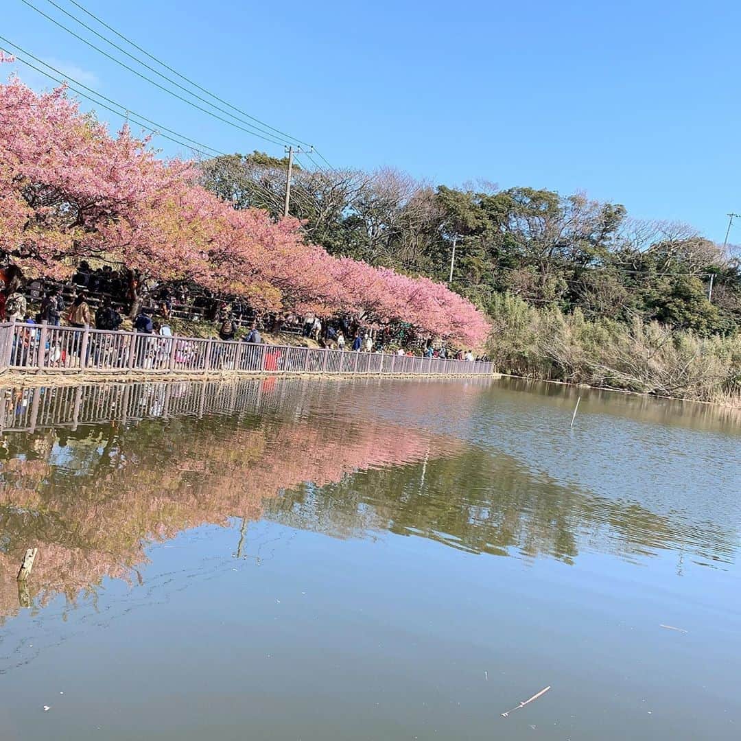 椿姫彩菜のインスタグラム：「#桜 #cherryblossom」