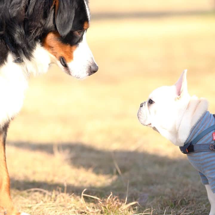 GEN3 Owlのインスタグラム：「友達になってくれる？🐶 Will you be a friend? #dog #frenchbulldog #geregere」