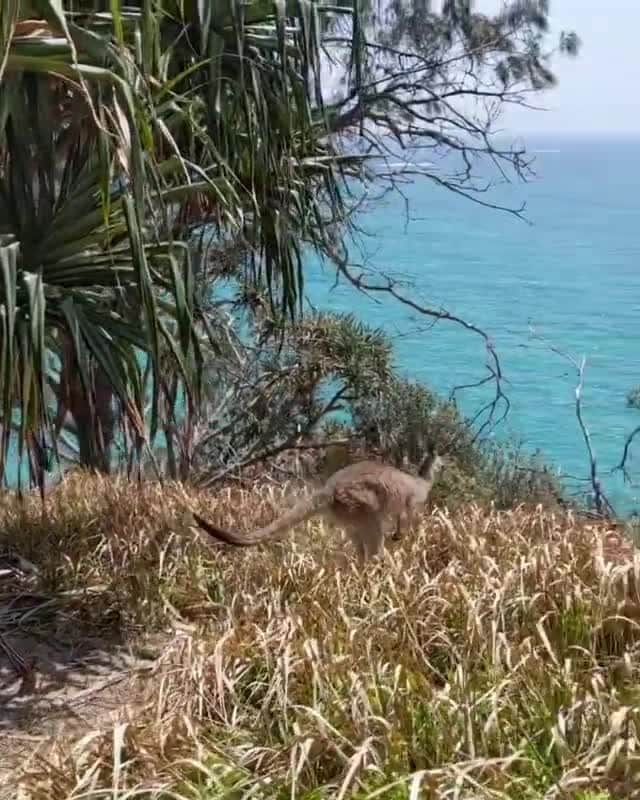 Australiaのインスタグラム