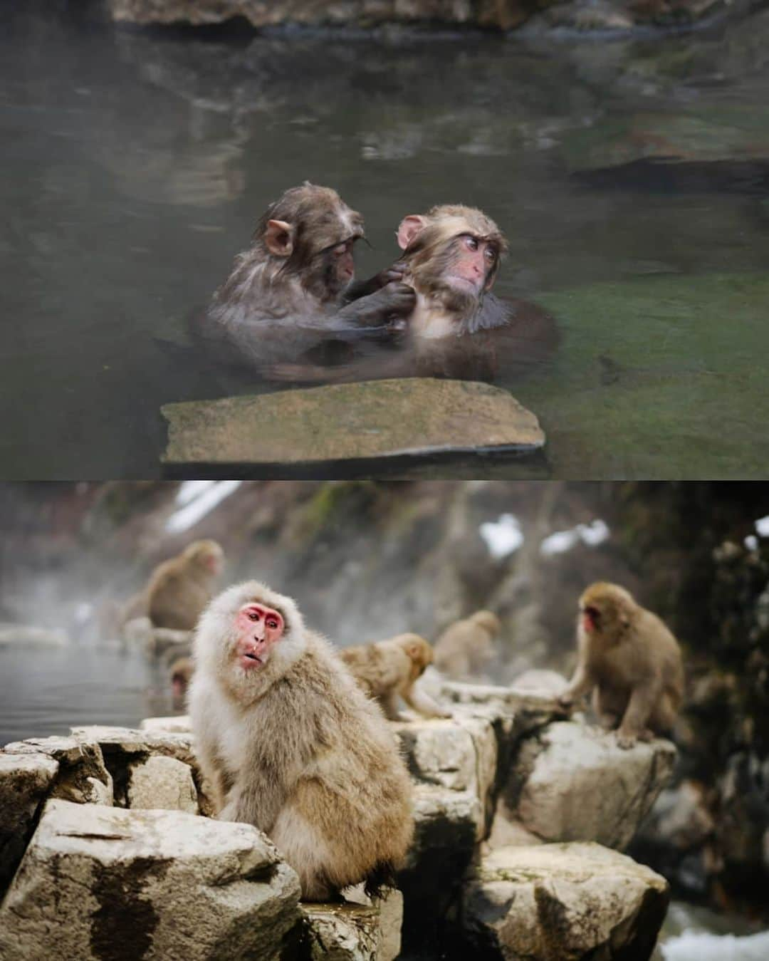 VuTheara Khamさんのインスタグラム写真 - (VuTheara KhamInstagram)「Snow Monkeys, Nagano, Japan (2020) . It's a selection of pictures taken in Nagano. It was my first time I shoot animals. I saw into their eyes, emotions, expression like humans.」2月25日 4時29分 - vutheara