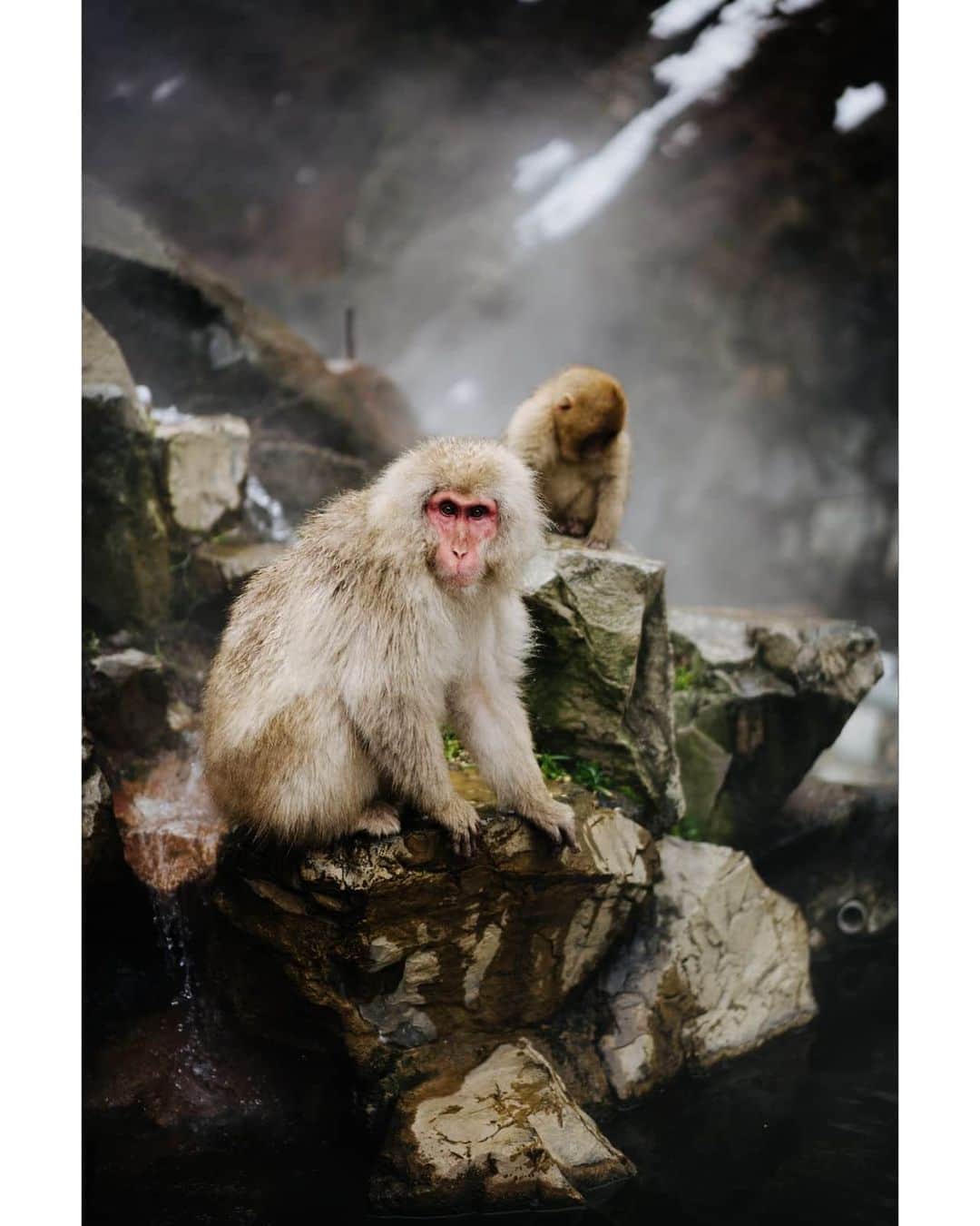 VuTheara Khamさんのインスタグラム写真 - (VuTheara KhamInstagram)「Snow Monkeys, Nagano, Japan (2020) . It's a selection of pictures taken in Nagano. It was my first time I shoot animals. I saw into their eyes, emotions, expression like humans.」2月25日 4時29分 - vutheara