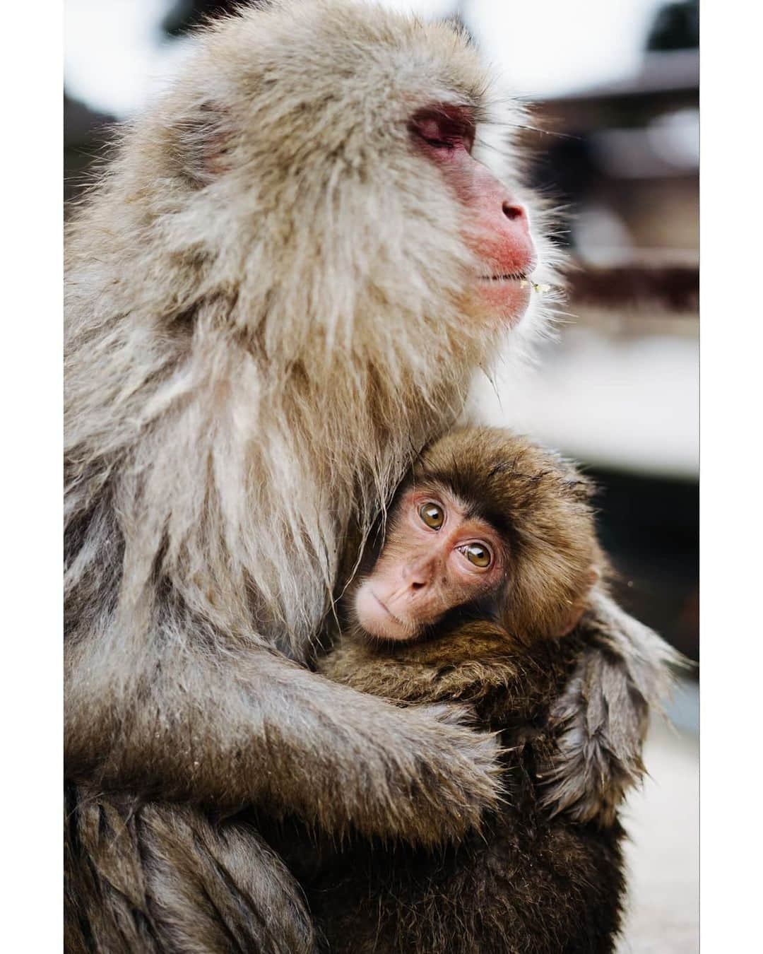 VuTheara Khamさんのインスタグラム写真 - (VuTheara KhamInstagram)「Snow Monkeys, Nagano, Japan (2020) . It's a selection of pictures taken in Nagano. It was my first time I shoot animals. I saw into their eyes, emotions, expression like humans.」2月25日 4時29分 - vutheara