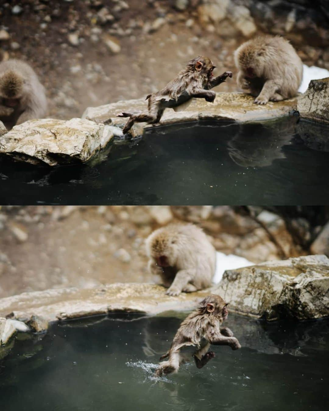 VuTheara Khamさんのインスタグラム写真 - (VuTheara KhamInstagram)「Snow Monkeys, Nagano, Japan (2020) . It's a selection of pictures taken in Nagano. It was my first time I shoot animals. I saw into their eyes, emotions, expression like humans.」2月25日 4時29分 - vutheara