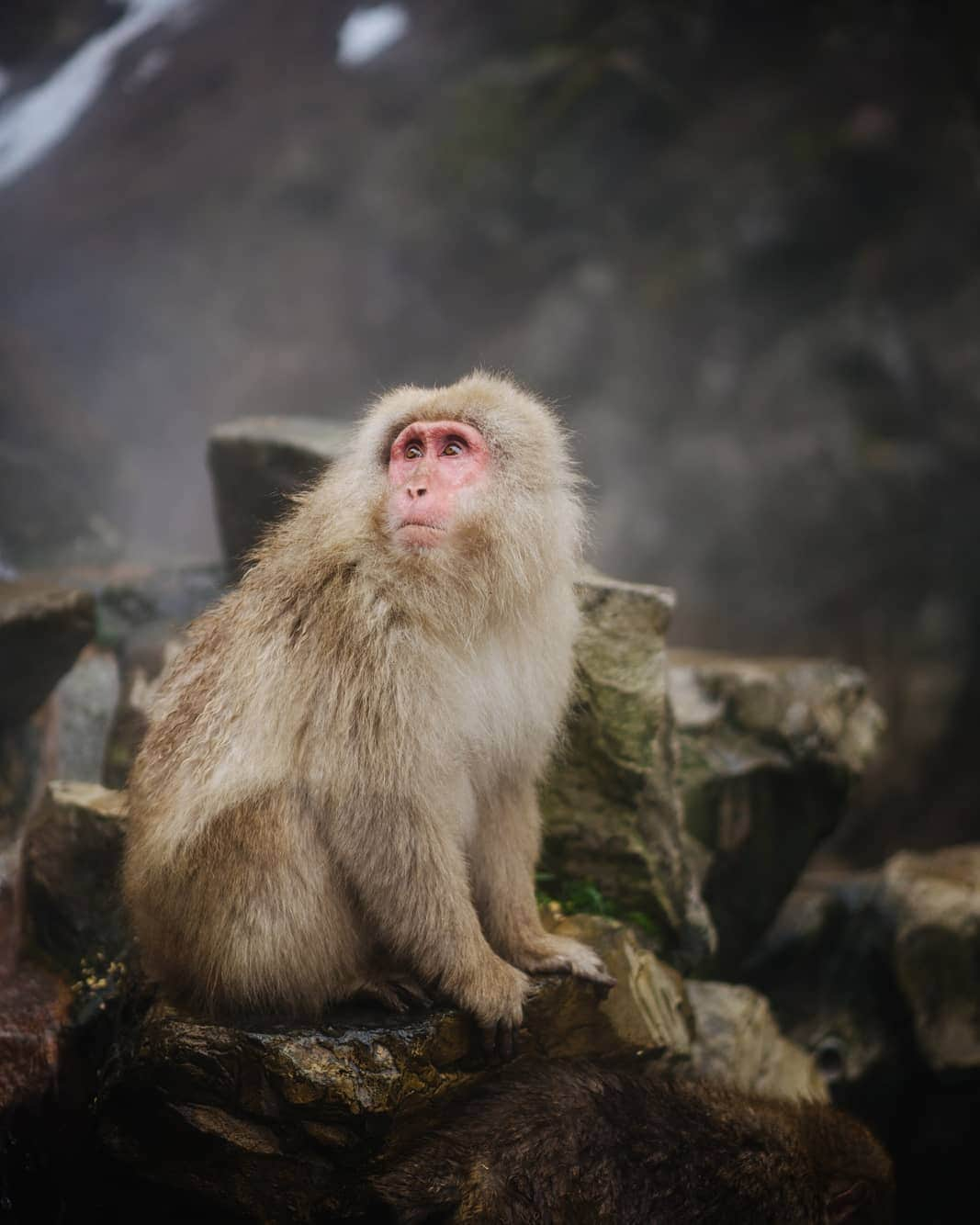 VuTheara Khamさんのインスタグラム写真 - (VuTheara KhamInstagram)「Snow Monkeys, Nagano, Japan (2020) . It's a selection of pictures taken in Nagano. It was my first time I shoot animals. I saw into their eyes, emotions, expression like humans.」2月25日 4時29分 - vutheara