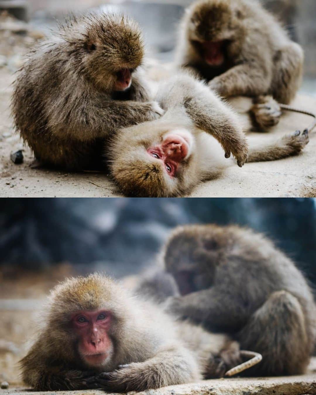 VuTheara Khamさんのインスタグラム写真 - (VuTheara KhamInstagram)「Snow Monkeys, Nagano, Japan (2020) . It's a selection of pictures taken in Nagano. It was my first time I shoot animals. I saw into their eyes, emotions, expression like humans.」2月25日 4時29分 - vutheara