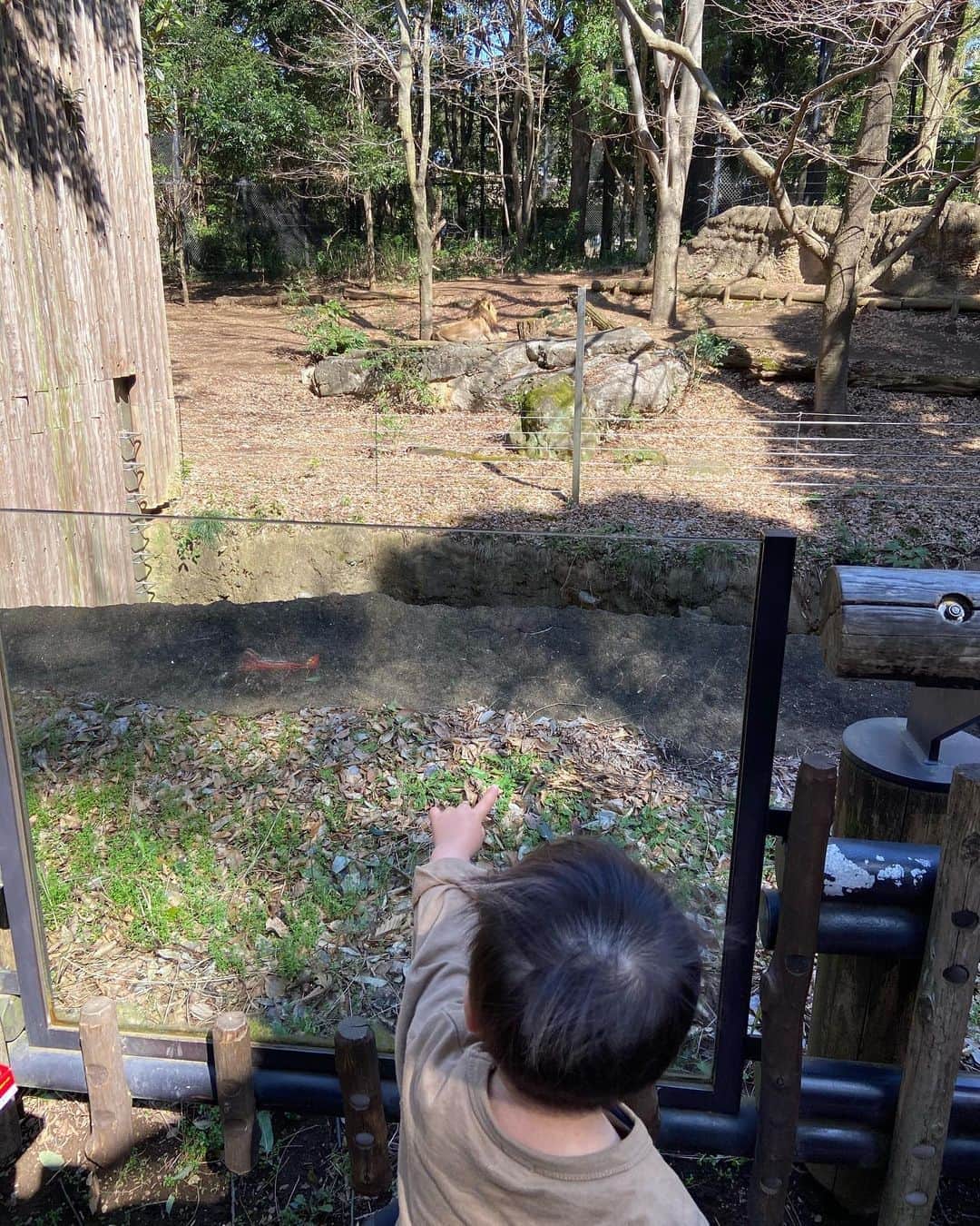 木内江莉さんのインスタグラム写真 - (木内江莉Instagram)「息子、初ズーラシア🦁🐯 鬼のパンツの歌好きだから トラ見つけた瞬間ずっと 鬼のポーズをしてたよ。  #ren#1歳5ヶ月#boy#弟#indonesia#bali#quarter#ズーラシア動物園」2月25日 4時52分 - eririnnnnn92