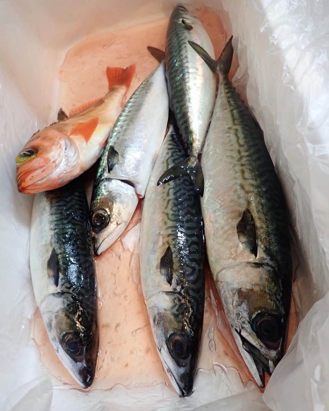 阪本智子さんのインスタグラム写真 - (阪本智子Instagram)「🐟♡ ヤリイカ釣りの師匠から頂いた まるまる太った#寒サバ ✨✨ ・ #嬉しすぎるプレゼント 😭💖 料理に気合いが入るなぁ😋🍳🎶 ＊ #fish #fishing #mackerel #魚 #釣り #さば #鯖 #新鮮な食材 #阪本智子」2月25日 5時06分 - tomoko_sakamoto423
