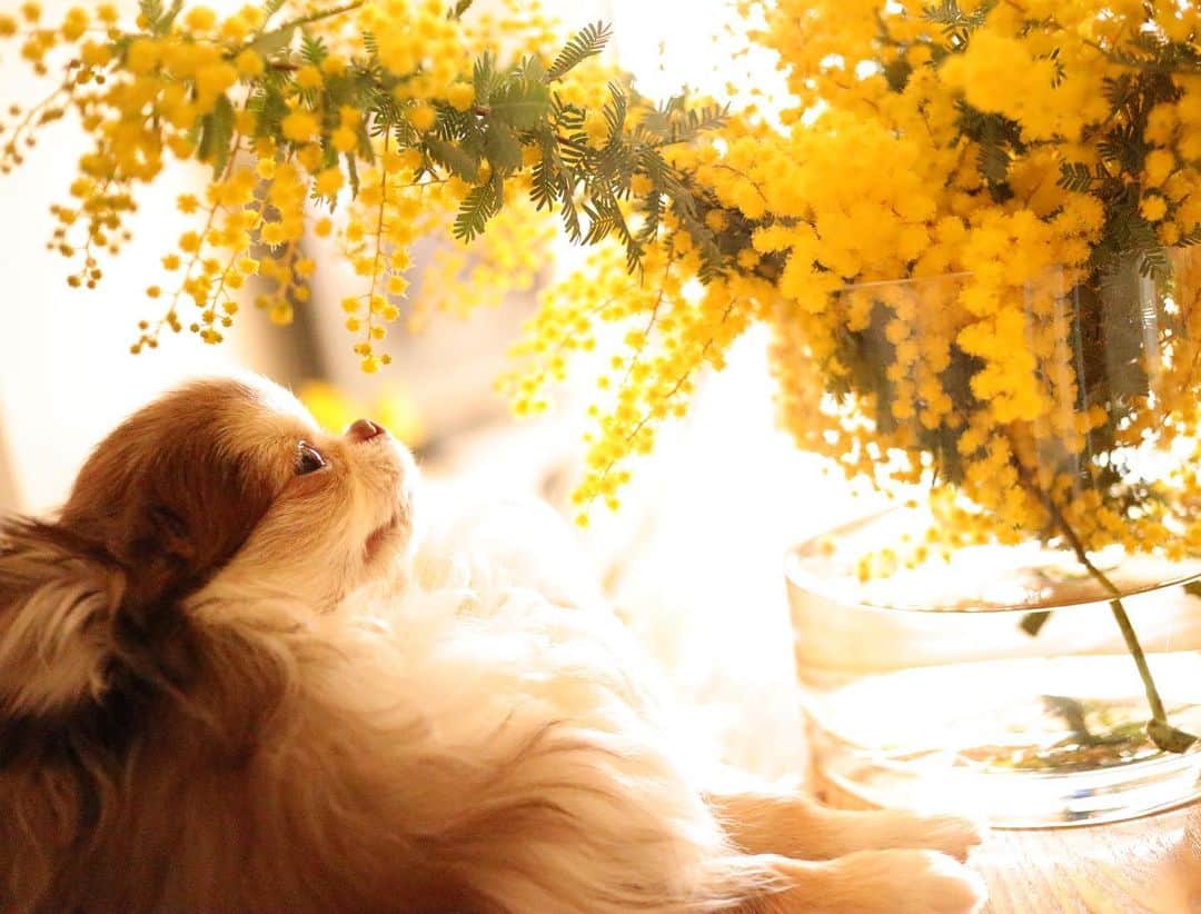 kayoのインスタグラム：「* * いい香りー☺️🌼✨✨ * * ミモザの香り好き💛 * * Lychee💛 * * #ミモザ #お花のある暮らし * #chihuahua#chihuahualove#dogstgram#dog#instadog#チワワ#チワワ大好き * *」