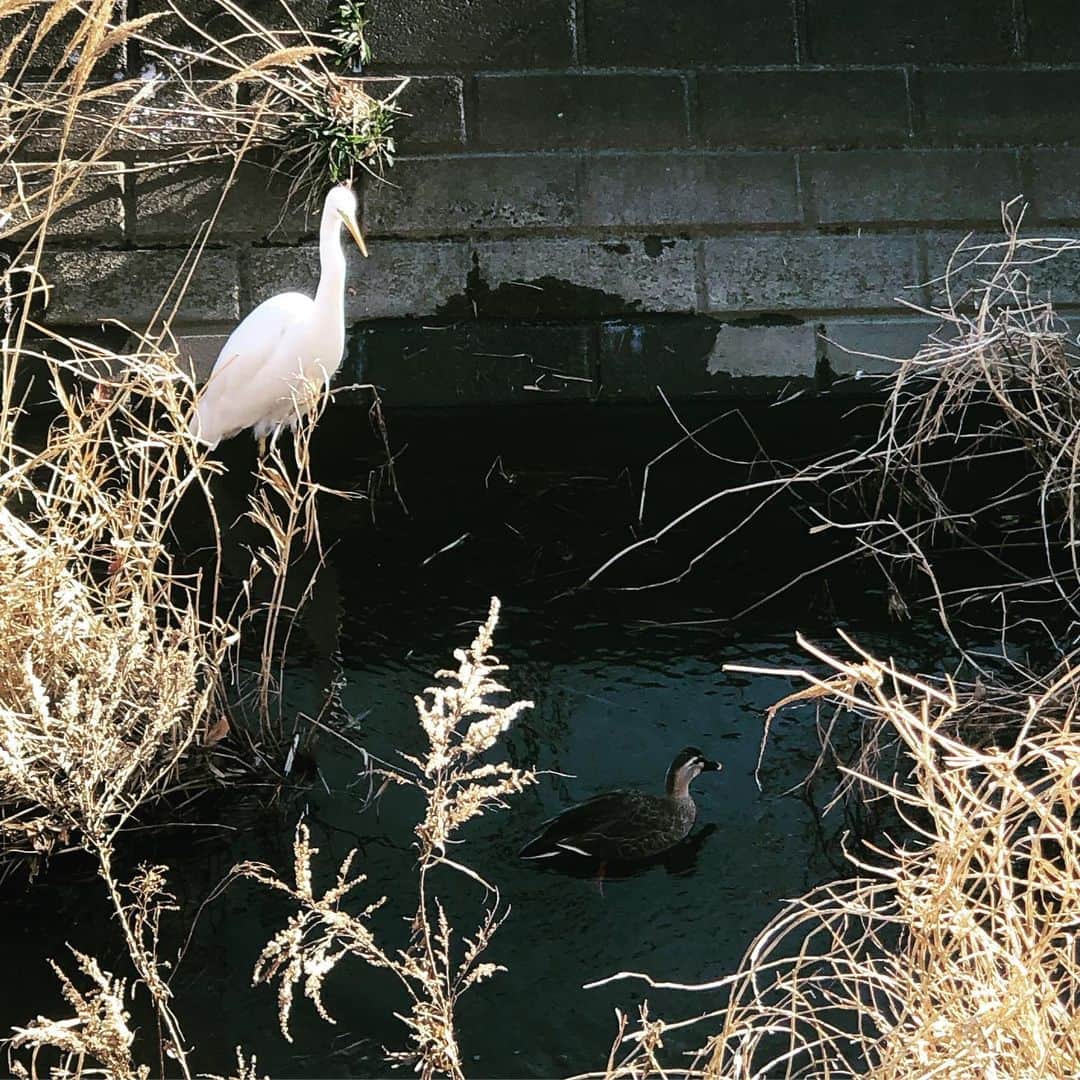 豊原江理佳さんのインスタグラム写真 - (豊原江理佳Instagram)「今朝家の近くの川に白くて首の長いそれはそれは綺麗な鳥がいて、こんな美しい鳥が来るくらい水が澄んだ川の近くに住んでる自分すご！！ってなって誰かに言いたくなって母に電話したら「うちの家の近所にも普通におるで」って言われてちょっと悲しかったけど、可愛かったからどっちにしろ癒されました。 ありがとう、鳥☺︎ 今日も頑張ります。」2月1日 14時37分 - erika_lunat