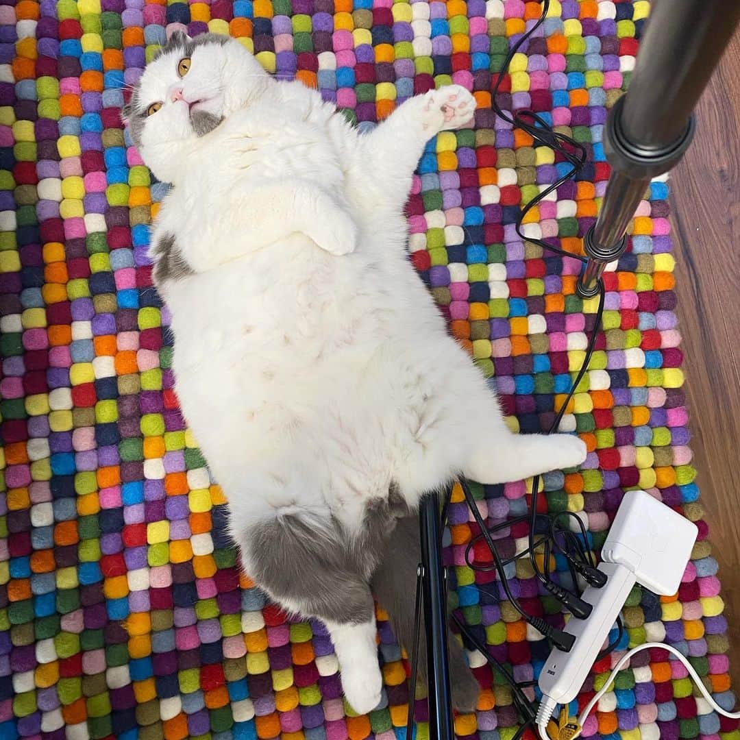 サイモンとマルティナのインスタグラム：「👑 King Meemers refuses to move for you peasants! Permission to work around me, has been generously granted. 👑 =^ㅅ^=」