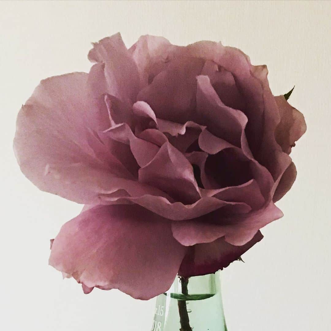 柴田淳さんのインスタグラム写真 - (柴田淳Instagram)「うちの子♥️ #rose #エターナル #薔薇」2月1日 15時49分 - shibatajun_official