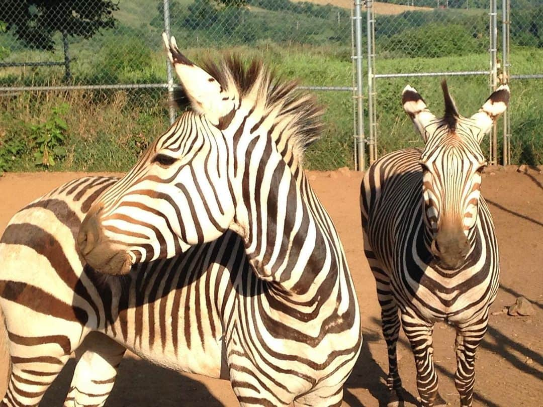 スミソニアン国立動物園さんのインスタグラム写真 - (スミソニアン国立動物園Instagram)「🦓 SCBI researchers are studying Hartmann's mountain zebras to develop assisted reproduction techniques vital to the zebras' conservation.  Unlike other zebra species, Hartmann's mountain zebras live in small herds, have vertical stripes on their neck and torso and horizontal stripes on their backside, and have a small fold of skin under their chin (called a dewlap). This species lives in dry mountain habitats of Namibia. With less than 25,000 individuals left in the wild, the biggest threat to this species' survival is habitat loss and fragmentation as the result of livestock production and agriculture. #InternationalZebraDay」2月1日 8時35分 - smithsonianzoo