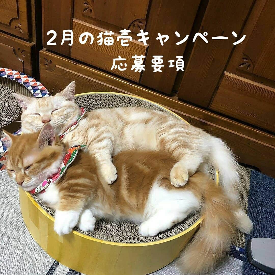 猫壱（ねこいち•ネコイチ）のインスタグラム