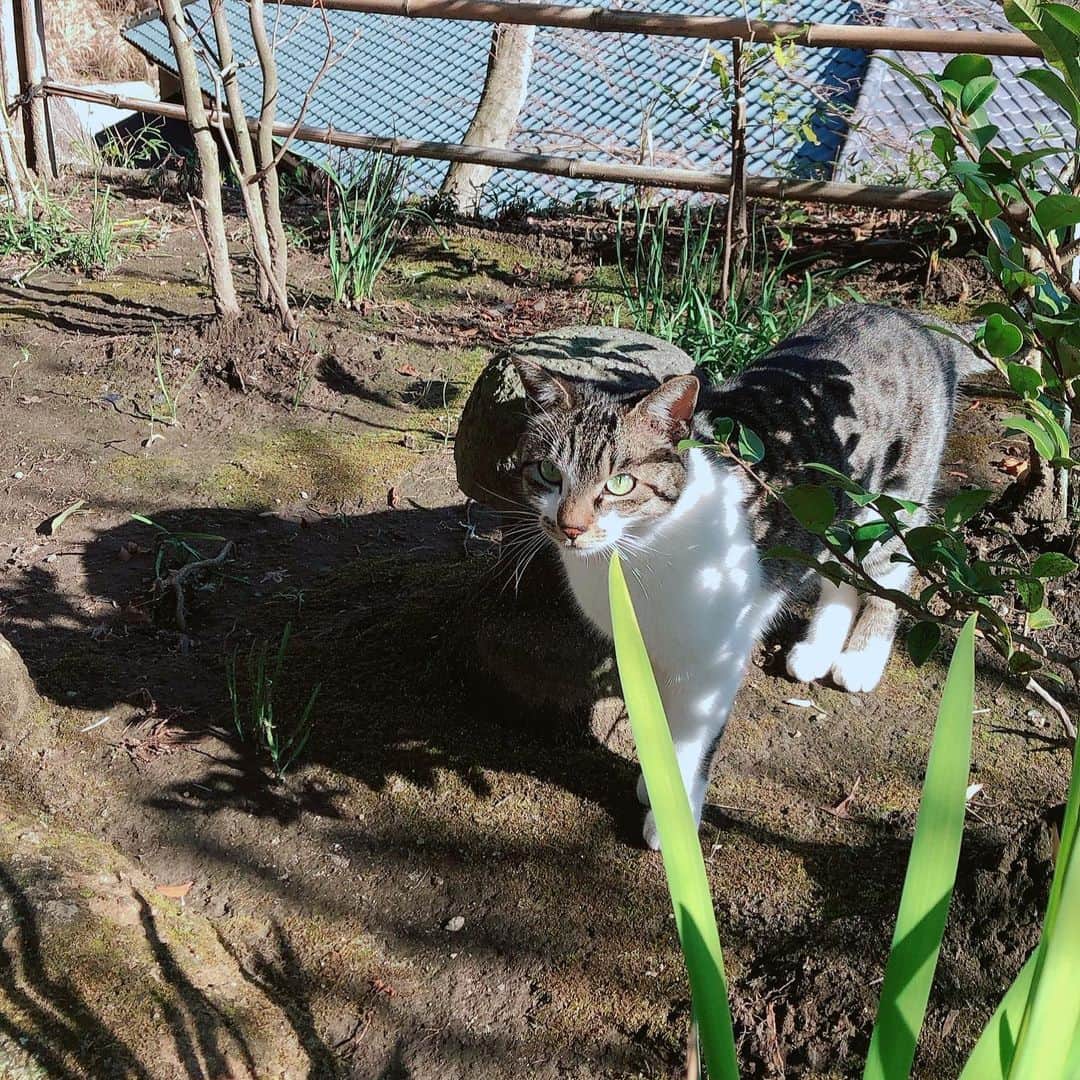 のインスタグラム：「円覚寺のにゃ。  #猫 #にゃ #逢えると嬉しい #ごあいさつ #円覚寺」