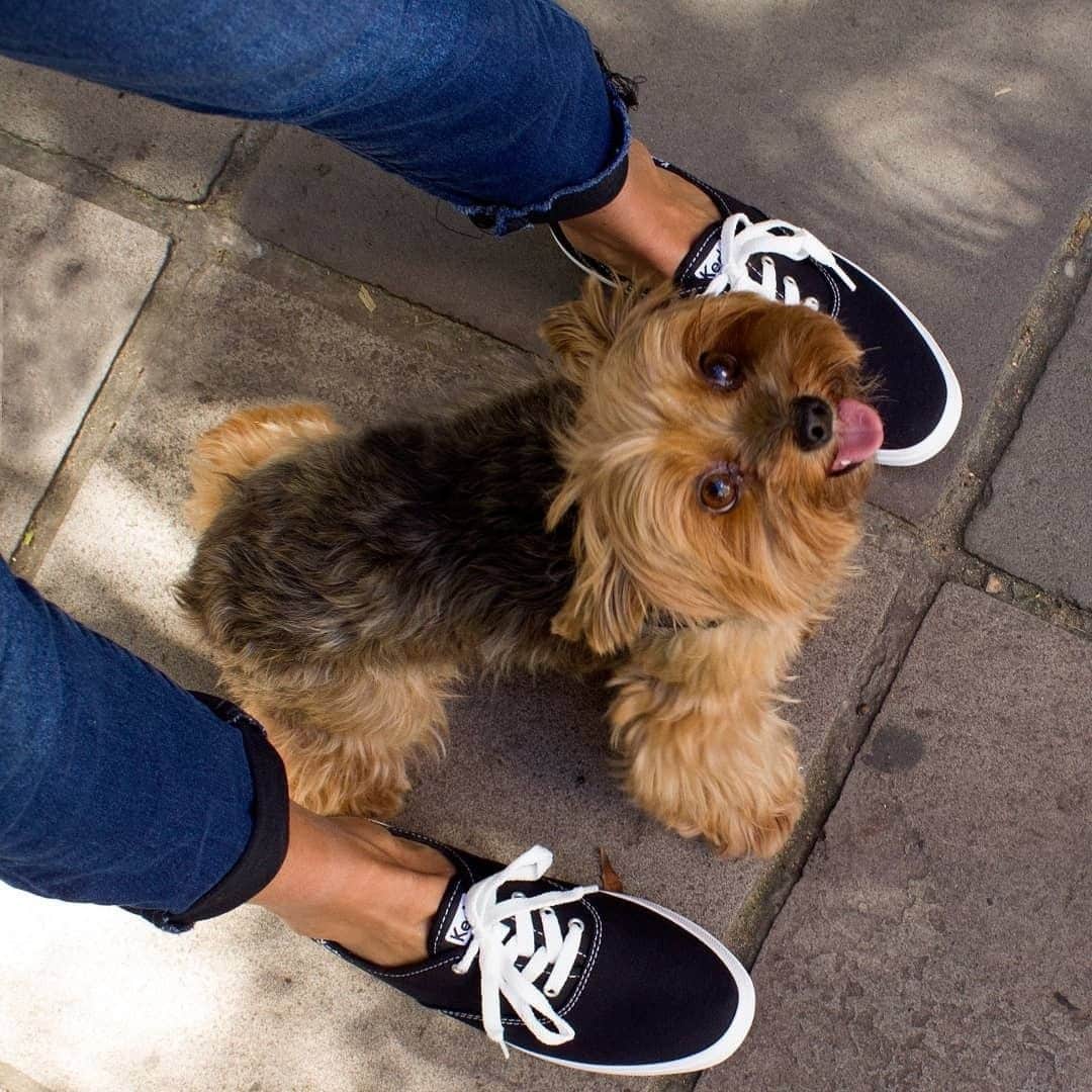 Keds Japanのインスタグラム：「repost @keds_il⁠ ⁠ #Keds #ladiesfirst #kedsstyle #sneakers #blacksneakers #sneakerholics #kickstagram #sneakerlover #sneakergirl #casualoutfits #womanstyle #womanfashion #ootd #outfit #casualstyle #denimstyle  #doglover ⁠ #ケッズ #スニーカー #黒スニーカー #カジュアルコーデ #カジュアルファッション #スニーカーコーデ #デニムコーデ #👟#🐶#🐕#🐶❤️」