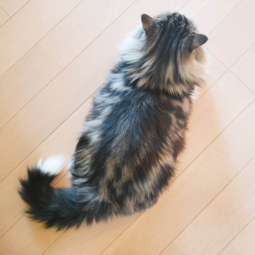 葉山いくみのインスタグラム