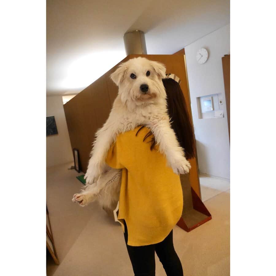黒田知永子さんのインスタグラム写真 - (黒田知永子Instagram)「固まるとろろさん。 軽々抱き抱える力持ちな娘。 「わー可愛い！」なんて写真を撮って、「あれ？なんか変！」と撮り直しもされ、こんな顔に。  #dog#犬#いぬ #ごまとろむぎ  #黒田とろろ  #とろの無の表情 #黒田知永子  #chiekokuroda」2月1日 10時45分 - kuroda_chieko