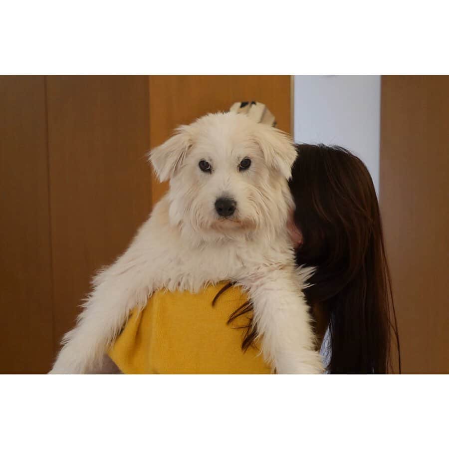 黒田知永子さんのインスタグラム写真 - (黒田知永子Instagram)「固まるとろろさん。 軽々抱き抱える力持ちな娘。 「わー可愛い！」なんて写真を撮って、「あれ？なんか変！」と撮り直しもされ、こんな顔に。  #dog#犬#いぬ #ごまとろむぎ  #黒田とろろ  #とろの無の表情 #黒田知永子  #chiekokuroda」2月1日 10時45分 - kuroda_chieko