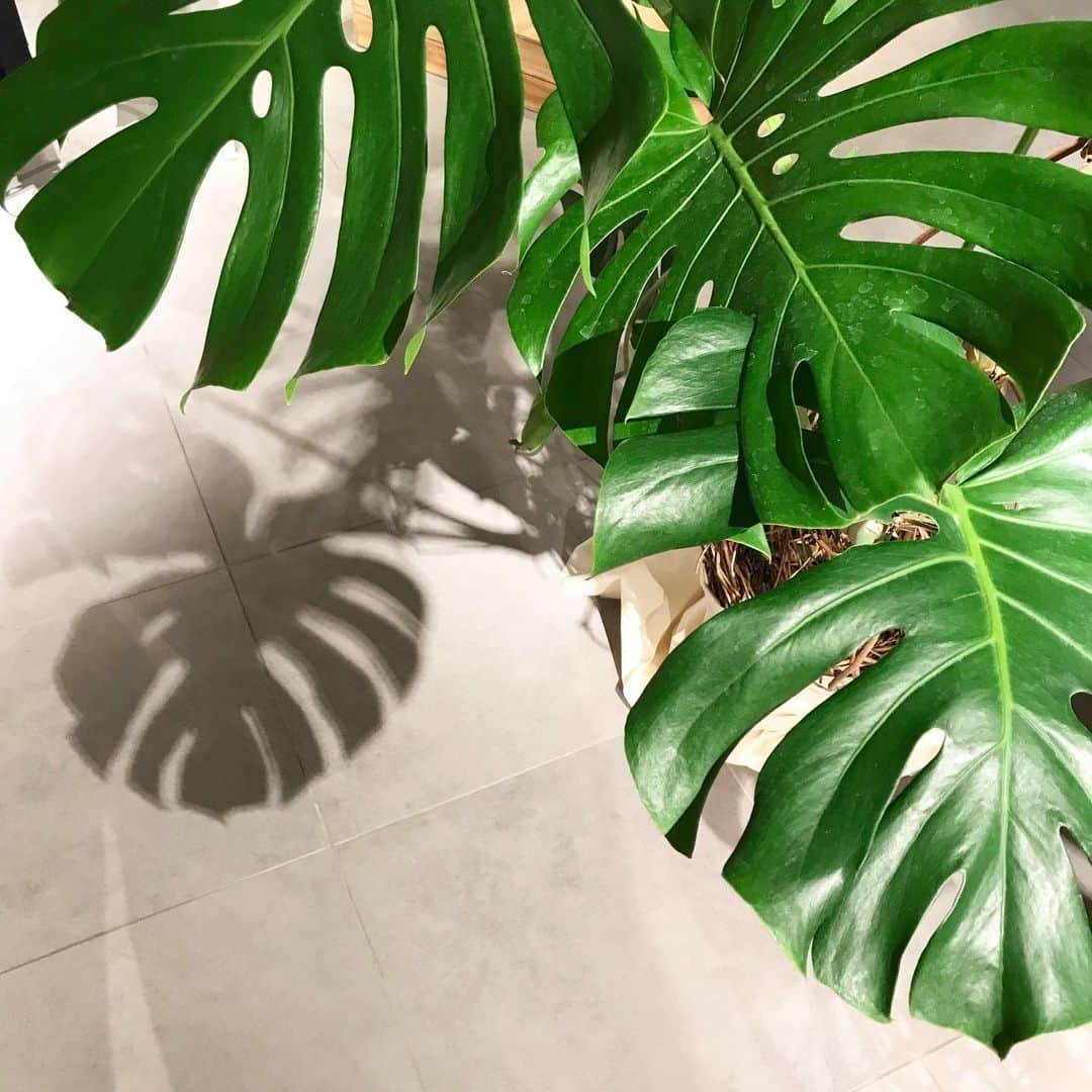 増山敬子さんのインスタグラム写真 - (増山敬子Instagram)「🌵🌿🌱🍀🍃」2月1日 16時13分 - keikomasuyama