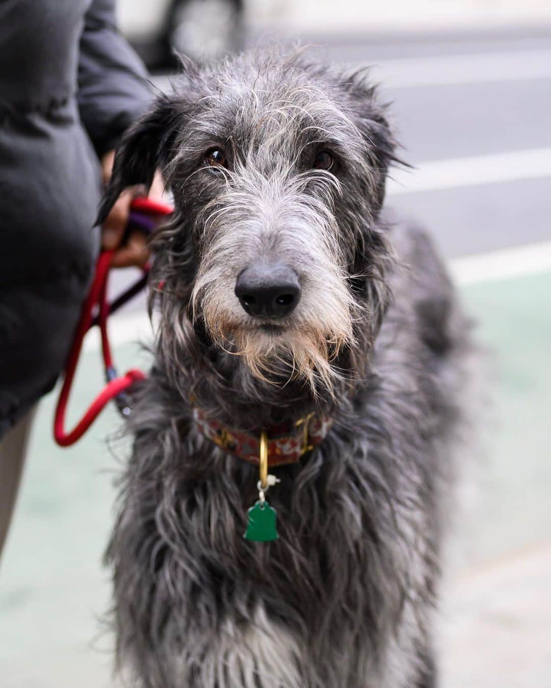 The Dogistさんのインスタグラム写真 - (The DogistInstagram)「Skye-la & Greyloch, Scottish Deerhounds, 13th & 4th Ave., New York, NY • “I’ve had nine Deerhounds. They’re royal dogs in Scotland and they’re super fast – they’ll catch a deer. He’s been requested by breeders all over the place. We did some testing and his sperm count is off the chart – the borderline is 200 million/mL and he is 875. Word has gotten out about him in the Deerhound world.”」2月1日 11時10分 - thedogist