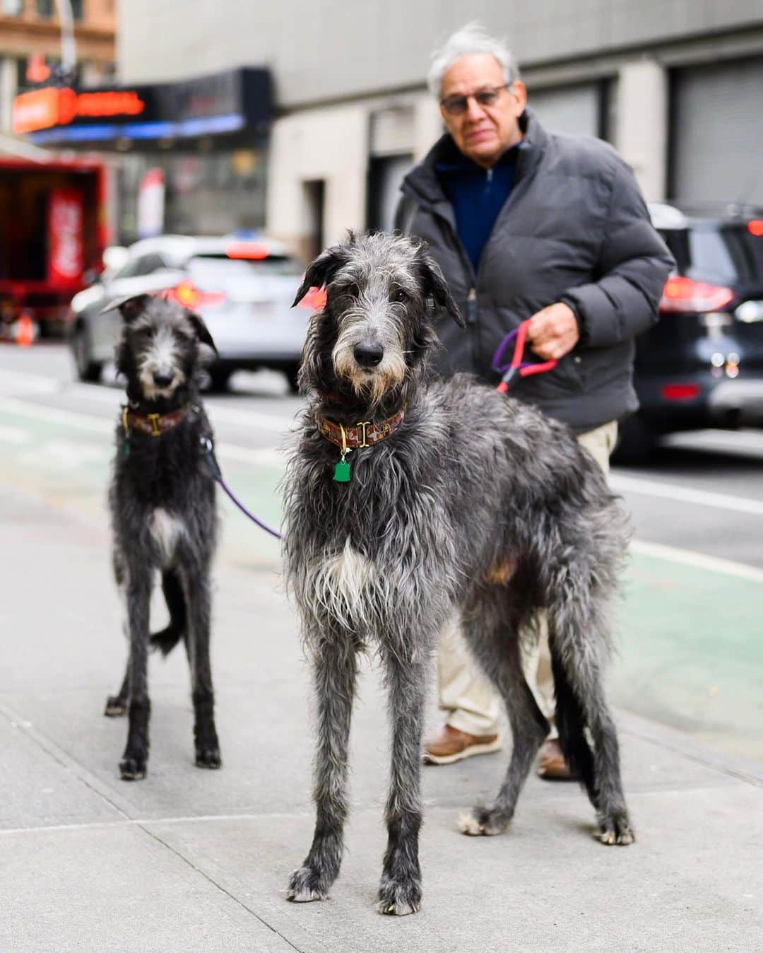 The Dogistさんのインスタグラム写真 - (The DogistInstagram)「Skye-la & Greyloch, Scottish Deerhounds, 13th & 4th Ave., New York, NY • “I’ve had nine Deerhounds. They’re royal dogs in Scotland and they’re super fast – they’ll catch a deer. He’s been requested by breeders all over the place. We did some testing and his sperm count is off the chart – the borderline is 200 million/mL and he is 875. Word has gotten out about him in the Deerhound world.”」2月1日 11時10分 - thedogist