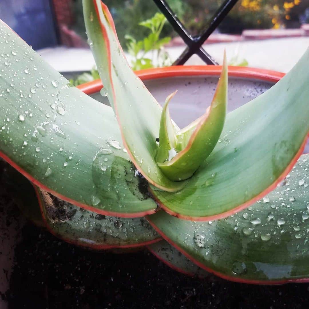 のインスタグラム：「NEW SUCCULENT DUDE #GASOLINEGARDEN #ILOVEGARDENS #GARDENSRULE #GARDENCHURCH #GARDENPARTY #GARDENMAGIC #AVANTGARDEN #GARDENS #GARDENGANGSTER #GARDEN #GRADENLIFE #GARDENER #GARDENTIME  #GARDENING #VEGETABLEGARDEN #FLOWERS #SUCCULENT #PLANTS  #CACTUS #AYEARINFLOWERS  #shadowhills  #THANKYOU #THANKFUL #GRATEFUL  @gasolineglamour  #gasolineglamour #AMAZINGSUCCULENTS @nicksnursery  #NICKSNURSERY」