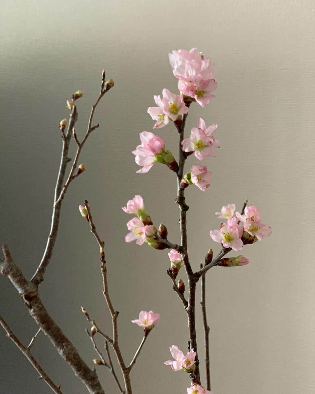 森絵里香さんのインスタグラム写真 - (森絵里香Instagram)「. まだ蕾だった東海桜が少しずつ花開いてきました その変化を見るのが毎朝の楽しみ🌸 . そんな桜の変化を眺めながら、ぼんやりと今月の事を考えています 2月は『やらなきゃいけない事』ではなく『やりたい事』を優先していきたい . 年末年始に会えなかった友達に会いたい 温泉に行きたい フカヒレ食べたい 笑 勉強したい 少しのんびり帰省したい …やりたい事をあげてみたら、意外とすぐ出来そうなことばかりでした✨ . 色々実行に移そう！ . . #2月は #バレンタイン もあるね #街中が #ハートやチョコで溢れる感じ #嫌いではないです #東海桜」2月1日 11時30分 - morierika0502