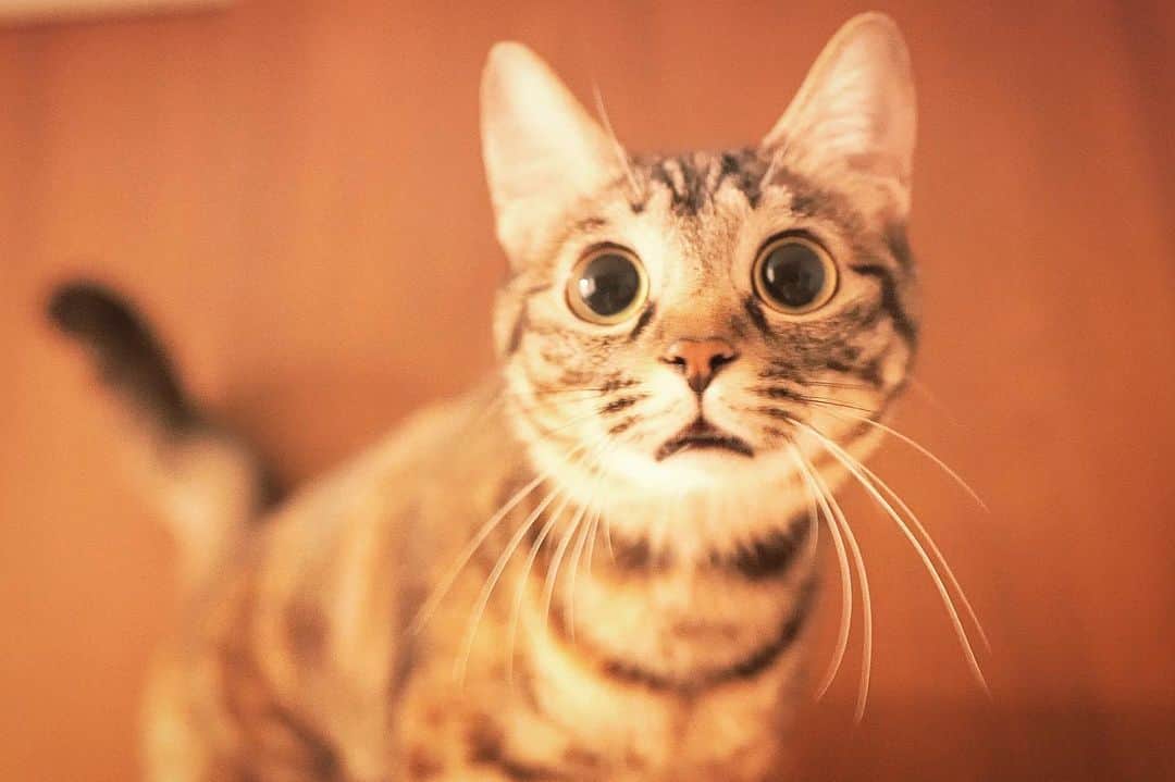 スーパーナブラのインスタグラム：「． ． うちのお母はんが猫動画を編集しました 本当に申し訳ありませんが見てやってください🙏 ． YouTubeに登場してくれる最高な仲間を見つけて アイとピーの物語はお母はんが編集して わたしは仕事に専念できる目論みでしたが パソコン初心者のお母はんの腕では YouTubeちょっと無理そうかも😭 ． 酷すぎてGoogleからBANされるかも💦 ． 撮影はわたしで、わたしのiphoneのフォルダがお母はんに渡してるMacBook Proのフォルダに同期されるので画質だけはいいのです😅 ． ． 🎍おしらせ🎍 YouTubeに犬猫兄妹の動画を投稿しました YouTube ➡︎ 「スーパーナブラ」で検索か Instagramの自己紹介欄中のURLから ぜひみてくださいね💕 ． #猫#ネコ#保護猫#にゃんすたぐらむ #にゃんだふるらいふ#温泉#ねこ#和食 #犬#チワックス#犬#いぬ#わんこ#イヌ #いぬすたぐらむ#車中泊#風景#景色 #琵琶湖#釣り#ブラックバス#バス釣り #発見#おでかけ#女子旅#ツーリング #自然#釣り#釣りガール#YouTube ．」