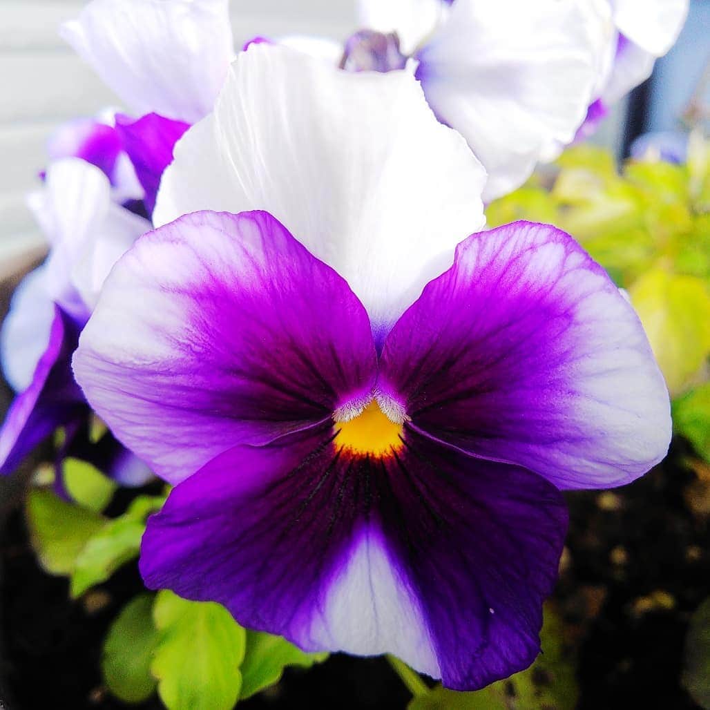 みながわゆみさんのインスタグラム写真 - (みながわゆみInstagram)「#パンジー #スミレ #すみれ #よく咲くスミレ #よく咲くすみれ #紫色 #きれい #はなまっぷ #花まっぷ #花の写真 #花写真 #花撮り #花好きな人 #花好きな人と繋がりたい #写真好き #写真好きな人と繋がりたい」2月1日 13時19分 - nama.09.19