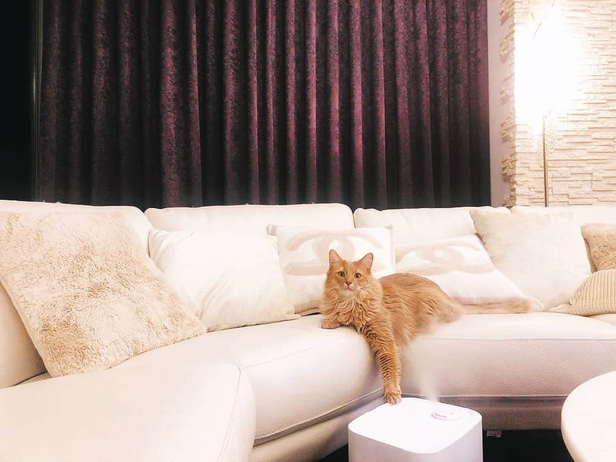 ダレノガレ明美さんのインスタグラム写真 - (ダレノガレ明美Instagram)「私の家のソファーは猫様の為のソファーになってます😂l 加湿器も猫様の為の加湿器になりました🥺」2月1日 14時03分 - darenogare.akemi