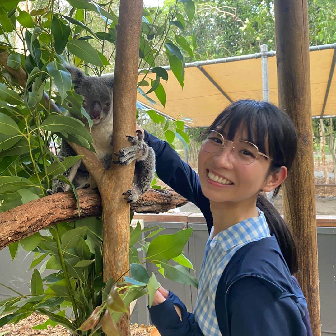 古川未鈴のインスタグラム：「. . 遅めのお正月休みを頂きまして ケアンズへ行ってきました。 . . ケアンズは日本と反対で真夏だったので 本当に暑かった、、！ そしてびっくりするくらい日本語が通じる！ . . グレートバリアリーフも行きましたが 生憎の雨。 でも私にはこれくらいの天気の方が過ごしやすかったです。 次はダイビングに挑戦してみたい。 というか免許を取ってみたい！ . . オーストラリアのスキンケアを爆買いしてきたので また紹介しますね！ お気に入りのものが多い！ . . . . 旅行を決めた後に山火事のことを知りまして、 今このタイミングで行ってもいいものか悩みましたが 旅行でお金を使うのも応援の一環だ！と言い聞かせ 行ってきました。 コアラたちと触れ合う機会もあり ニュースのことを思うと心が痛くなりました。 それでも楽しい思い出をたくさんくれた オーストラリア、ケアンズに感謝！ . . . #cairns  #australia  #greatbarrierreef  #prayforaustralia  #ケアンズ  #オーストラリア  #グレートバリアリーフ」