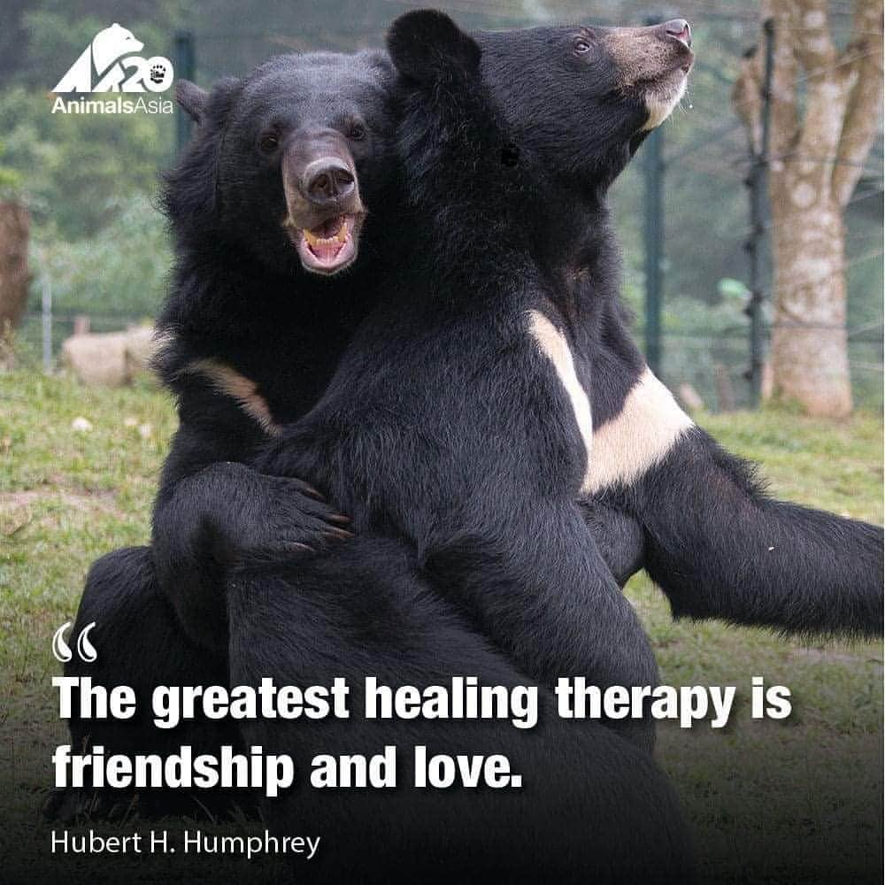 Bearsのインスタグラム：「Indeed ❤️🐻 #bear #bears #animals #animal #bearsanctuary #animallove #moonbear #love #saveourbears #savetheanimals #cute #fluffy #welovebears #bearlove」