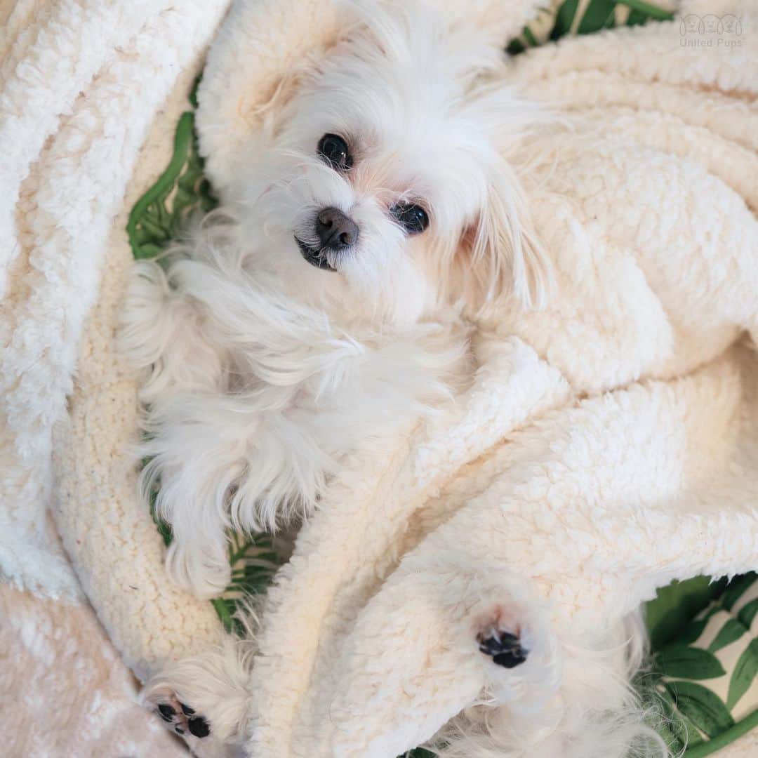 hi.arodさんのインスタグラム写真 - (hi.arodInstagram)「Mom said I have stinky feet and they smell like popcorn 🍿. Should I take it as a compliment? 🤪 ・・・ #relaxeddog#chillin#chilldog#sweetboy#chill#dogpose#upsidedowndog#chillweekend#개스타그램#독스타그램#애견인#아기강아지#말티즈#maltese#maltesedog#小犬#汪星人#萌犬#毛孩 #malteseofinstagram #malteselovers #malteseworld #maltese_101 #furbaby #spoiledmaltese #馬爾濟斯 #dogoftheday #whitedog #thedodo  #malteseboy」2月2日 0時01分 - hi.arod